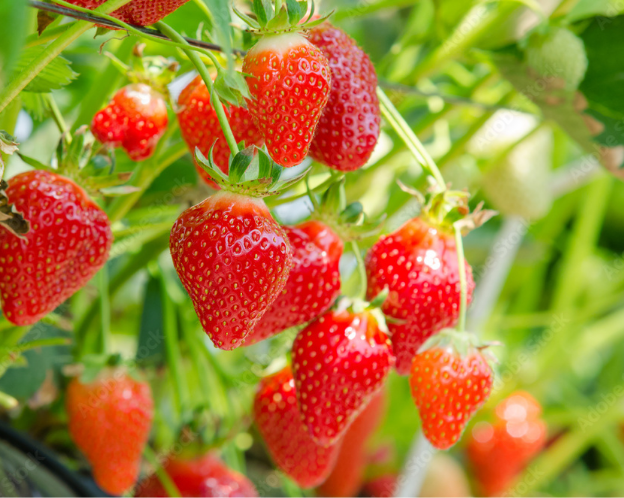 湯沢市のいちご